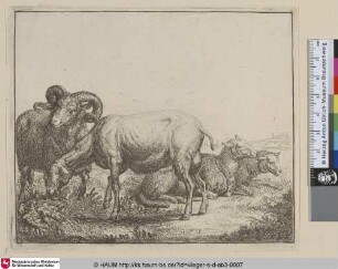 [Widder und Schafe; Ram and Ewes; Les moutons]