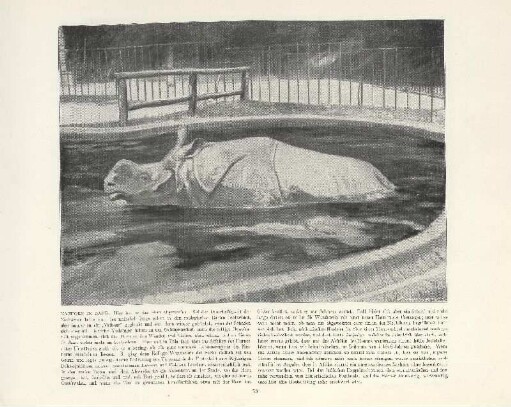 Nashorn im Bade