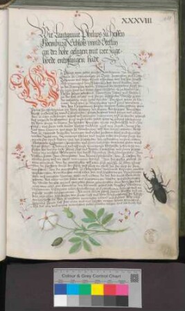 Landgraf Philipp von Hessen