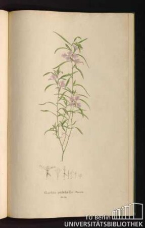 Tab. 69. Clarkia pulchella Pursh.