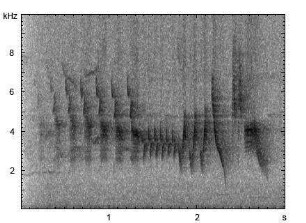 Buchfink | Fringilla coelebs - Gesang