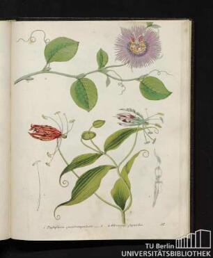 1. Passiflora quadrangularis. / 2. - 4. Gloriosa superba.