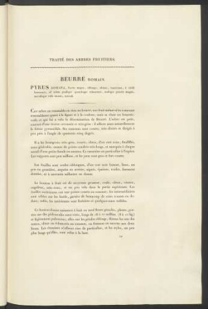 Beurré Romain. Pyrus Romana ...