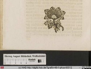 [Blume]