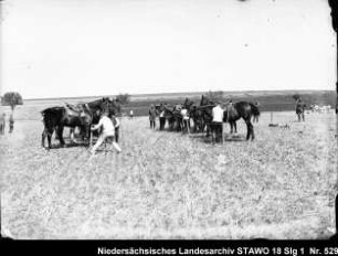 Geländeübung und Besichtigung des Feld-Artillerie-Regiments Nr. 46 Enthält: Soldaten versorgen Pferde