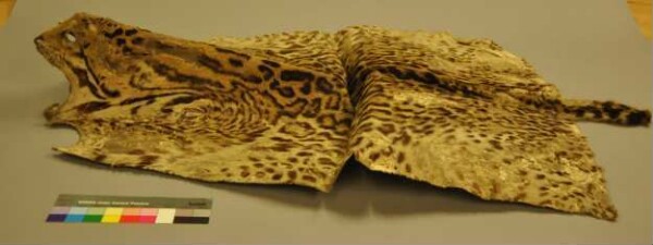 Jaguar skin blanket