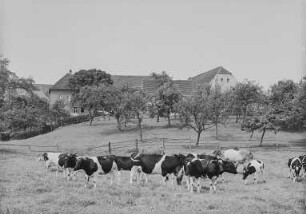 Gastewitz, Hof Carl Spenke + Rinder
