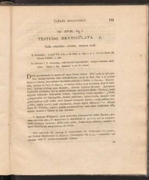 Tab. XXVIII. Fig. 1: Testudo Denticulata. L.