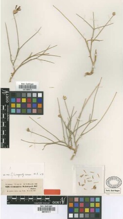 Centaurea schimperi DC. [type]