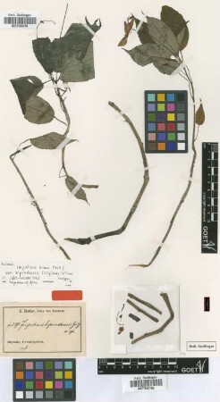 Impatiens bipindensis Gilg [isotype]