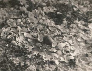 Austernfischer (Haematopus ostralegus L.). Schlüpfreifes Gelege auf Muschelschalen. Amrum