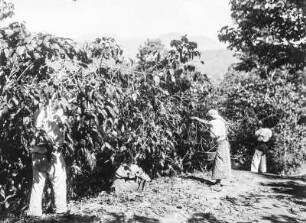 Plantage : Personen auf einer Anbaufläche
