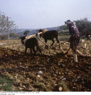 Israel: Samarisches Bergland