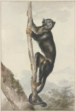 Ein Schwarzgesichtklammeraffe (Ateles chamek)