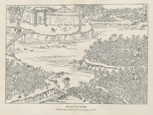 Récolte du coton. D' apres une gravure des chroniques de 1769