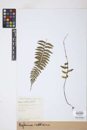Asplenium raddianum Gaudich.