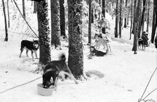 Todtmoos: Schlittenhunderennen; Malamutehunde im Wald