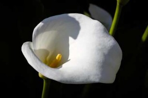 Frankreich. Bretagne. Cotes d Armor. Cote Granit Rose. Perros Guirec. Weisse Lilie. Typische Blume der Bretagne