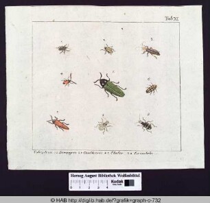Coleoptera: 1.2. Lampyris. 3.4. Cantharis. 5-7. Elater. 8.9. Cicindela.