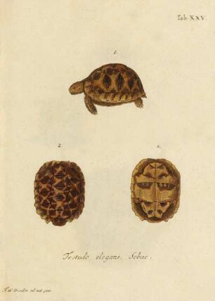 Tab XXV. Testudo elegans Sebae
