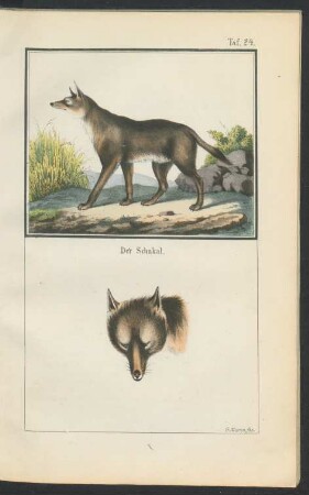 Tafel 24.: Der Schakal.