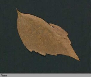 Eingelegtes Blatt