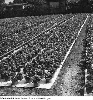 Gärtnerische Produktionsgenossenschaft (GPG) Floradreß (Gewächshäuser und Freilandbeete)