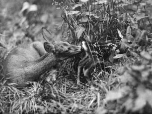 Rehe. Ricke mit Kitz