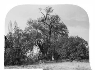 Unbekannter Aufnahmeort. Landschaft mit Eiche