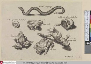 Hydrus, waterslange; Cochlea operculum; Slackenhuys; Rana; vorsch; Rana mortua; Dooden vorsch; Bufo; Padde [Wasserschlange, zwei Schneckenhäuser, drei Frösche und eine Kröte; A Water Snake, a Snail, and Four Toads]