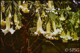 Potsdam, Neuer Garten, Datura-Blüte vor der Orangerie.