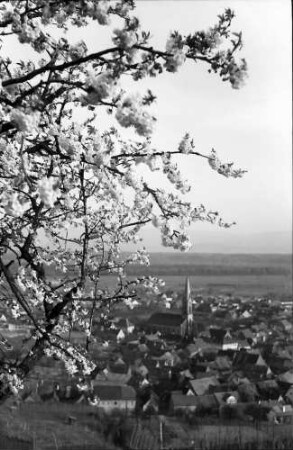 Ihringen: Blühender Kirschbaum und Blick auf den Ort