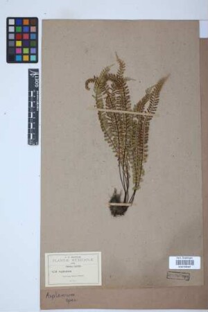 Asplenium spec.