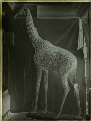 Giraffa camelopardalis tippelskirchi Matschie, 1898