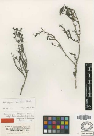 Heliotropium bacciferum Forssk.