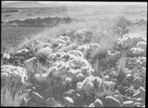 Opuntia floccosa-Rasen im Ancohuma-Vorland