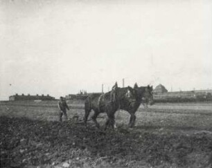 Pfluggespann bei Gr. Zschocher