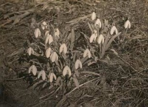 Kleines Schneeglöckchen (Galanthus nivalis)