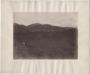 "Plaza Grande vom Gipfel des Mound 7. Zeigt 6 Mounds und das Wachstum des Buschwerks."