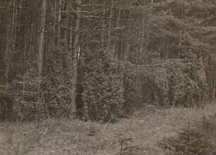 Thüringen. Kalkwald bei Keilhau auf dem Steinberg