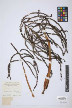 Chamaedorea biloba H.Wendl.