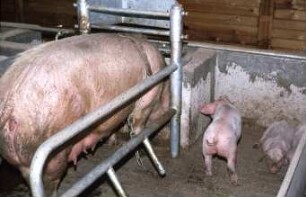 Fotografie: Sauenhaltung, Abferkelstall, Abferkelbucht, Anbindehaltung