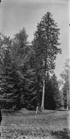 Wald : Blick in einen Hochwald