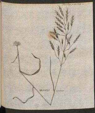 Bromus japonicus