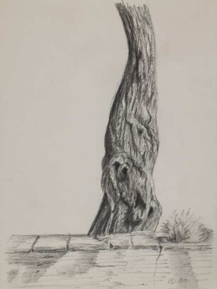 "Aprikosenstamm auf Elba"
