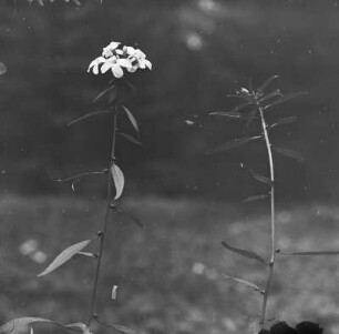 Zwiebel-Zahnwurz : Zwiebel-Zahnwurz (Cardamine bulbifera Linnaeus).