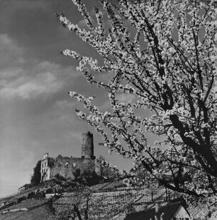 Archivfotografie "bergstrasse_schriesheim_15661"