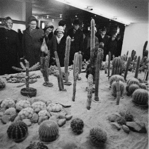 Dresden. Gartenausstellung. Besucher betrachten eine Ausstellungsfläche mit Kakteen (Cactaceae)
