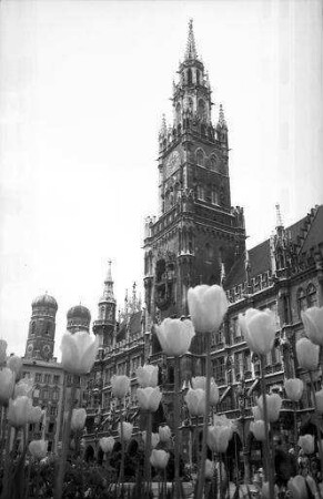 München: Tulpen vor dem Marienplatz, Hintergrund Frauenkirchtürme