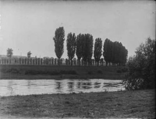 Pyramidenpappeln : Pyramidenpappeln (Populus nigra 'Italica' Muenchhausen), auch Italienische Pappeln genannt, in der Lewitz